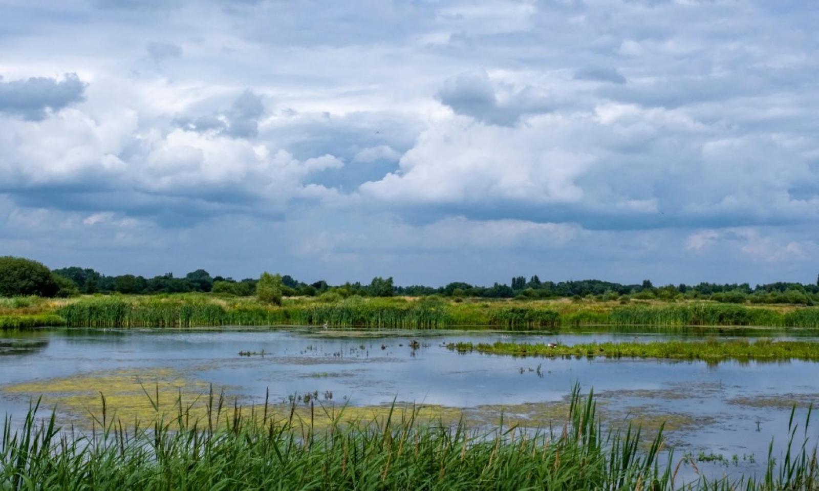 RSPB Middleton Lakes wetland with reeds and reflective water
