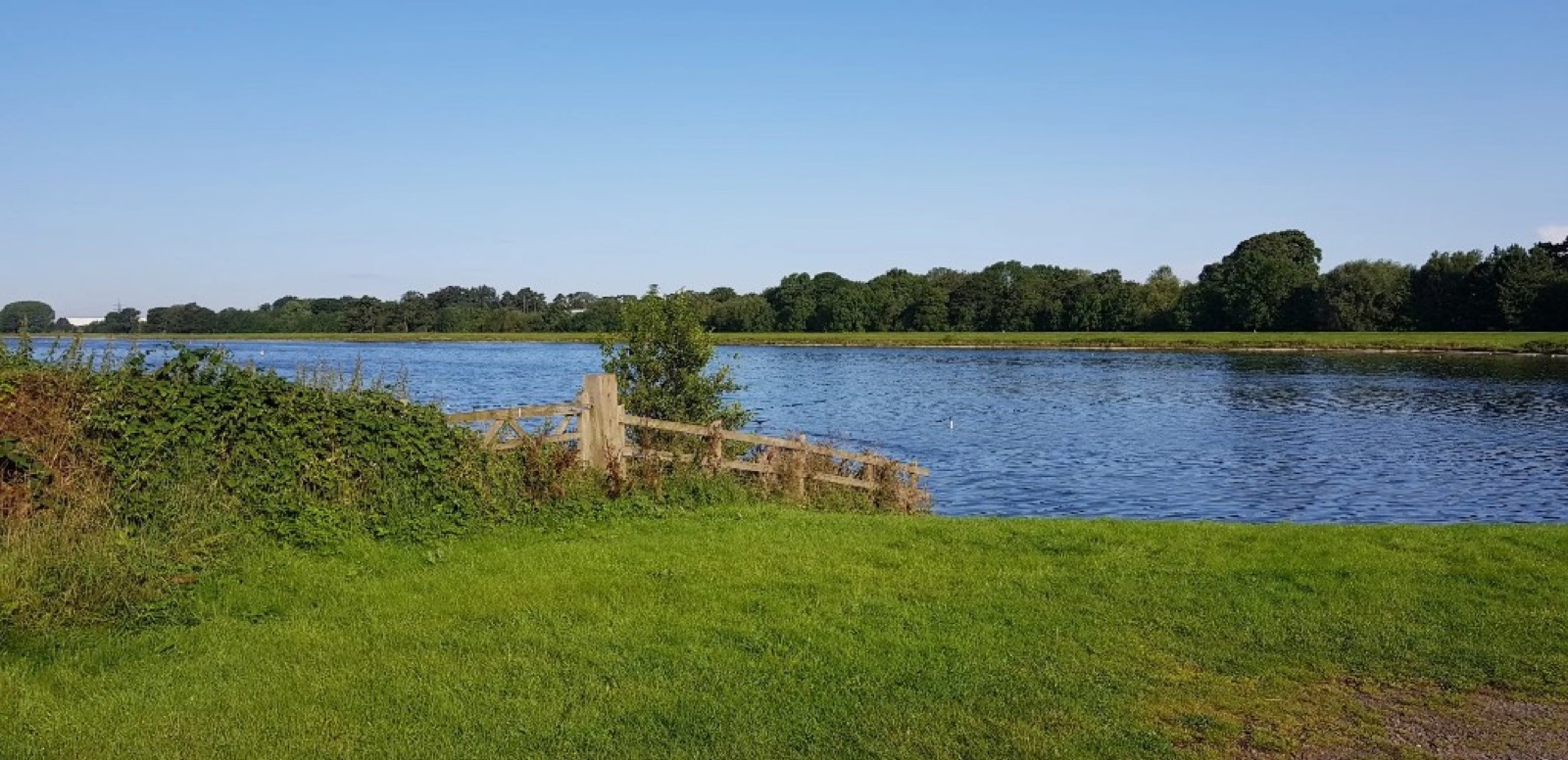 Whitacre Heath Nature Reserve wetland with reeds and woodland